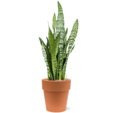 Sansevieria zeylanica in Terra Cotta