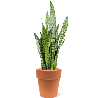 Растение в кашпо Sansevieria zeylanica in Terra Cotta