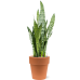 Растение в кашпо Sansevieria zeylanica in Terra Cotta