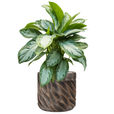 Aglaonema 'Silver Bay' in Baq Luxe Lite Universe Wave