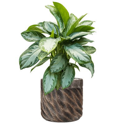 Растение в кашпо Aglaonema 'Silver Bay' in Baq Luxe Lite Universe Wave