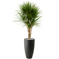 Dracaena marginata in Pureu00ae