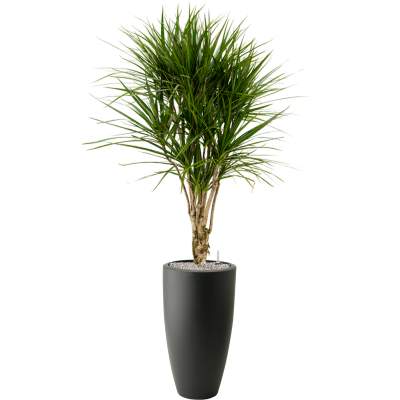 Растение в кашпо Dracaena marginata in Pureu00ae