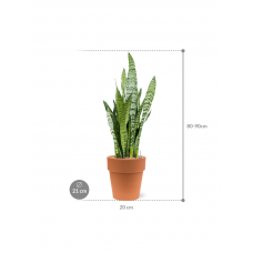 Sansevieria zeylanica in Terra Cotta