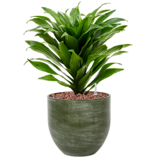 Dracaena fragrans 'Compacta' in Ferry