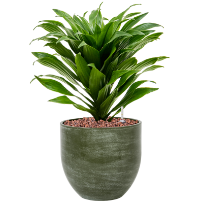 Растение в кашпо Dracaena fragrans 'Compacta' in Ferry