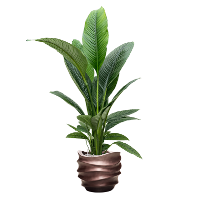 Растение в кашпо Spathiphyllum 'Sensation' in Baq Gradient Lee