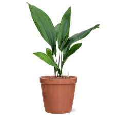 Aspidistra elatior in Feliz