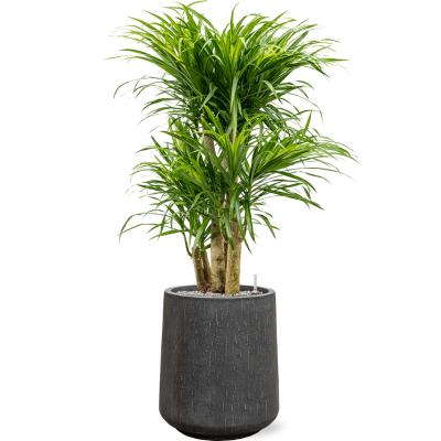 Растение в кашпо Pleomele (Dracaena) 'Anita Variegata' in Baq Raindrop