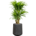 Растение в кашпо Pleomele (Dracaena) 'Anita Variegata' in Baq Raindrop