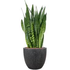 Sansevieria zeylanica in Baq Raindrop