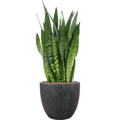 Растение в кашпо Sansevieria zeylanica in Baq Raindrop