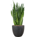 Растение в кашпо Sansevieria zeylanica in Baq Raindrop