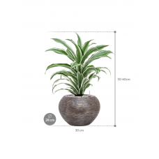 Dracaena fragrans 'White Jewel' in Baq Luxe Lite Wrinkle