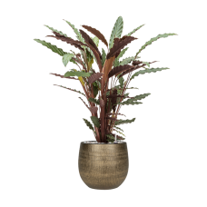 Calathea rufibarba 'Wavestar' in Ryan