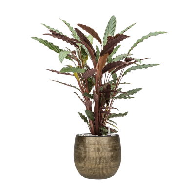 Растение в кашпо Calathea rufibarba 'Wavestar' in Ryan