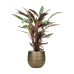 Растение в кашпо Calathea rufibarba 'Wavestar' in Ryan