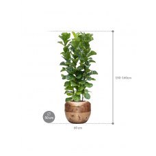 Ficus lyrata 'Bambino' in Baq Opus Raw