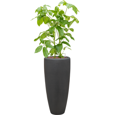 Растение в кашпо Schefflera actinophylla 'Amate' in Baq Polystone Plain