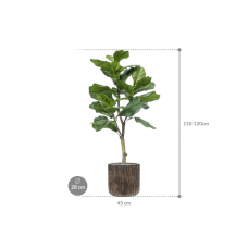 Ficus lyrata in Baq Luxe Lite Universe Waterfall