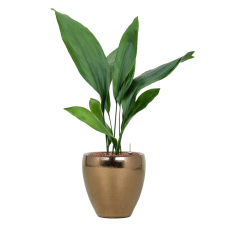 Aspidistra elatior in Amora