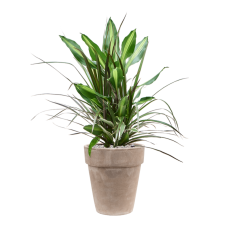 Dracaena combo in Terra Cotta