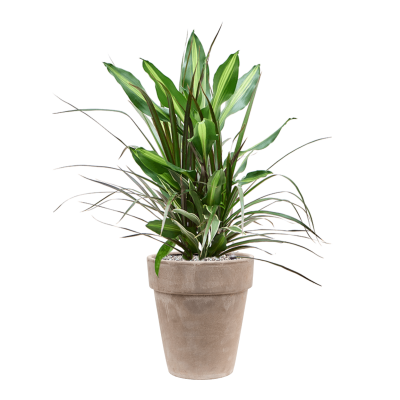 Растение в кашпо Dracaena combo in Terra Cotta