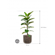 Ficus elastica 'Robusta' in Baq Luxe Lite Universe Waterfall