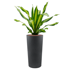 Dracaena fragrans 'Burley' in Grigio