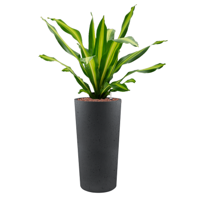 Растение в кашпо Dracaena fragrans 'Burley' in Grigio