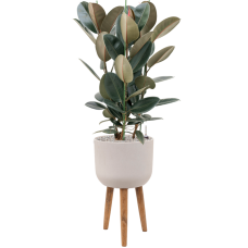 Ficus elastica 'Abidjan' in Refined Retro With Feet