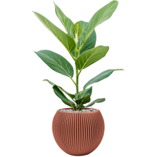 Ficus benghalensis 'Audrey' in Capi Nature Groove Special