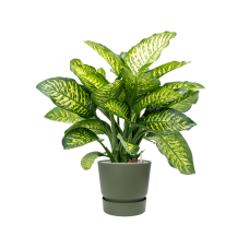 Dieffenbachia seguine 'Maroba' in Greenville