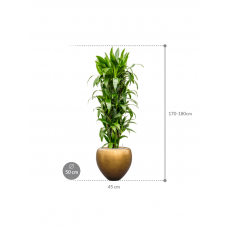 Dracaena fragrans 'Janet Craig' in Baq Metallic Silver leaf