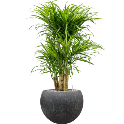 Растение в кашпо Pleomele (Dracaena) 'Anita Variegata' in Baq Raindrop