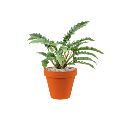 Растение в кашпо Philodendron 'Narrow' in Terra Cotta