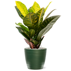 Croton (Codiaeum) variegatum 'Petra' in Groove