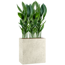 Aspidistra elatior in Grigio