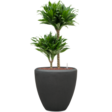 Dracaena fragrans 'Compacta' in Baq Polystone Plain