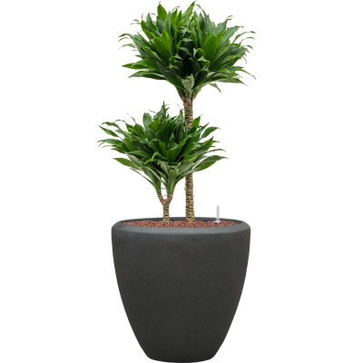 Растение в кашпо Dracaena fragrans 'Compacta' in Baq Polystone Plain