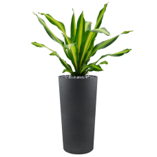 Dracaena fragrans 'Burley' in Grigio