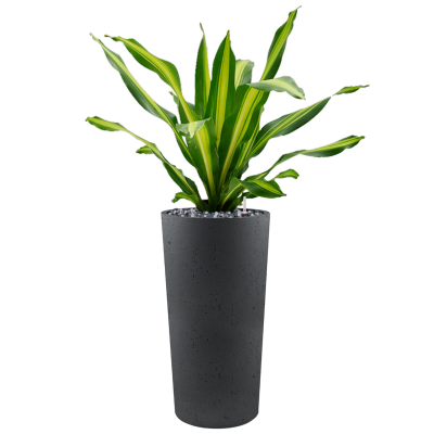 Растение в кашпо Dracaena fragrans 'Burley' in Grigio