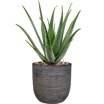 Растение в кашпо Aloe vera barbadensis in Capi Nature Rib NL