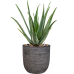 Растение в кашпо Aloe vera barbadensis in Capi Nature Rib NL