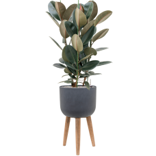 Ficus elastica 'Abidjan' in Refined Retro With Feet