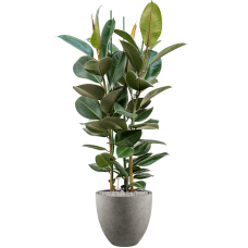 Ficus elastica 'Robusta' in Grigio