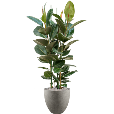 Растение в кашпо Ficus elastica 'Robusta' in Grigio