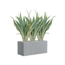 Sansevieria trifasciata 'Metallica' in Argento