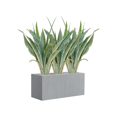 Растение в кашпо Sansevieria trifasciata 'Metallica' in Argento