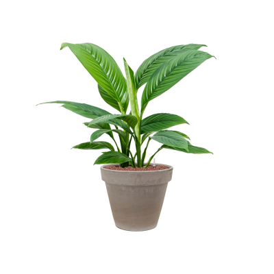 Растение в кашпо Spathiphyllum 'Sensation' in Terra Cotta